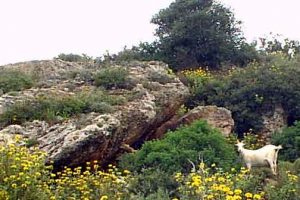 goat on hill in crete