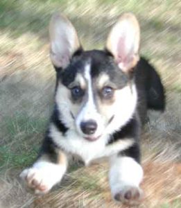 Yoda the puppy